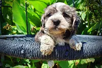 Icon, a male Havanese and Poodle - Toy  for sale in Marshfield, MO – 3 of 10