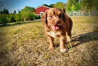 Muppet, a male Havapoo for sale in Marshfield, MO – 4 of 10