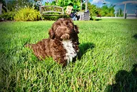 Chewy, a male Havanese and Poodle - Toy  for sale in Marshfield, MO – 8 of 10