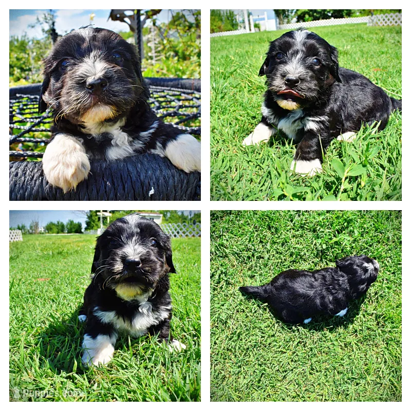 Taz – Havanese, Poodle - Toy  puppy for sale in Marshfield, MO