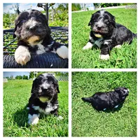 Taz, a male Havanese and Poodle - Toy  for sale in Marshfield, MO – 1 of 10