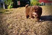 Lil Lady, a female Havapoo for sale in Marshfield, MO – 5 of 10