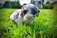 Skye-SUMMER SALE!!  $100 off listed price!!, a female Havanese and Poodle - Toy  for sale in Marshfield, MO – 5 of 10