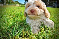 Juliet-LABOR DAY SALE-TAKE $100 OFF!!!, a female Havanese and Havapoo for sale in Marshfield, MO – 4 of 9
