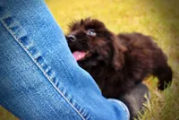Kipper-SALE!!!, a male Havanese and Havapoo for sale in Marshfield, MO – 2 of 9