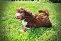 Baxter-PENDING SALE!, a male Havanese and Poodle - Toy  for sale in Marshfield, MO – 8 of 10