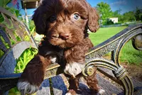 Cookie, a female Havanese and Poodle - Toy  for sale in Marshfield, MO – 2 of 9