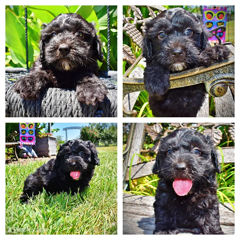 Isabella – Havanese, Poodle - Toy  puppy for sale in Marshfield, MO