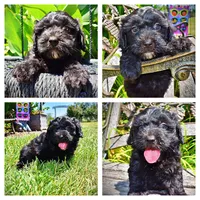 Isabella, a female Havanese and Poodle - Toy  for sale in Marshfield, MO – 1 of 10