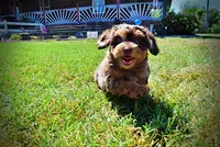 Ironman-LABOR DAY SALE-TAKE $100 OFF!!!, a male Havanese and Poodle - Toy  for sale in Marshfield, MO – 7 of 9