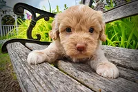 Valor, a male Havanese and Poodle - Toy  for sale in Marshfield, MO – 3 of 9