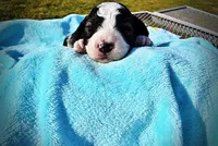 Legend, a male Havanese and Poodle - Toy  for sale in Marshfield, MO – Photo 5 of 8