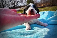Legend, a male Havanese and Poodle - Toy  for sale in Marshfield, MO – Photo 3 of 8
