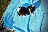 Legend, a male Havanese and Poodle - Toy  for sale in Marshfield, MO – Photo 8 of 8