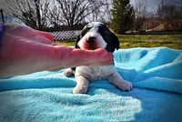 Legend, a male Havanese and Poodle - Toy  for sale in Marshfield, MO – Photo 2 of 8