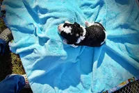 Legend, a male Havanese and Poodle - Toy  for sale in Marshfield, MO – Photo 6 of 8