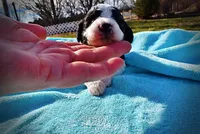 Legend, a male Havanese and Poodle - Toy  for sale in Marshfield, MO – Photo 1 of 8