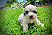 Sugar, a female Havanese and Poodle - Toy  for sale in Marshfield, MO – 9 of 10