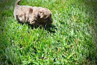 Innocent, a male Havanese and Poodle - Toy  for sale in Marshfield, MO – 7 of 10