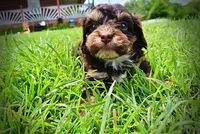 Vixen, a female Havanese and Poodle - Toy  for sale in Marshfield, MO – 8 of 10