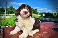 Bubbles, a female Havanese and Poodle - Toy  for sale in Marshfield, MO – 8 of 9