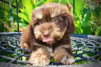 Epic, a male Havanese and Poodle - Toy  for sale in Marshfield, MO – 2 of 10