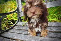 Frisky, a female Havanese and Poodle - Toy  for sale in Marshfield, MO – 5 of 10