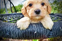 Abbie, a female Havanese and Poodle - Toy  for sale in Marshfield, MO – 2 of 10