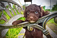 Vader, a male Havanese and Poodle - Toy  for sale in Marshfield, MO – 7 of 9