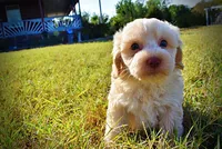 Lemony, a male Havapoo for sale in Marshfield, MO – 8 of 10