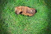 Willow, a female Havanese and Poodle - Toy  for sale in Marshfield, MO – 9 of 10
