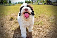 Nabisco, a male Havapoo for sale in Marshfield, MO – 7 of 10