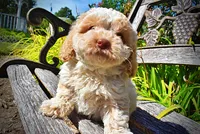 Juliet-LABOR DAY SALE-TAKE $100 OFF!!!, a female Havanese and Havapoo for sale in Marshfield, MO – 7 of 9