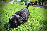 Taz, a male Havanese and Poodle - Toy  for sale in Marshfield, MO – 7 of 10