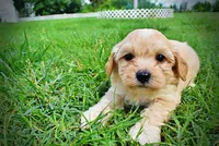 Abbie, a female Havanese and Poodle - Toy  for sale in Marshfield, MO – 9 of 10