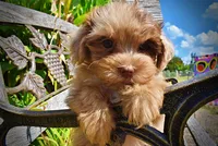 Kiwi, a female Havanese and Havapoo for sale in Marshfield, MO – 4 of 10