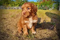 Muppet, a male Havapoo for sale in Marshfield, MO – 7 of 10