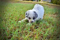 Milo, a male Havapoo for sale in Marshfield, MO – 10 of 10