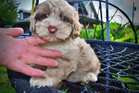 Star-SUMMER SALE!!  $100 off listed price!!, a female Havanese and Poodle - Toy  for sale in Marshfield, MO – 5 of 9