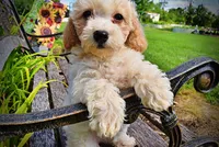 Ashley, a female Havanese and Poodle - Toy  for sale in Marshfield, MO – 2 of 9