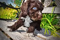 Jasper-LABOR DAY SALE-TAKE $100 OFF!!!, a male Havanese and Havapoo for sale in Marshfield, MO – 4 of 10