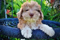 Destiny, a female Havanese and Poodle - Toy  for sale in Marshfield, MO – 2 of 10