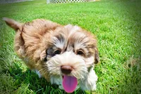 Domino, a male Havanese and Poodle - Toy  for sale in Marshfield, MO – 5 of 10