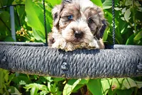 Icon, a male Havanese and Poodle - Toy  for sale in Marshfield, MO – 2 of 10