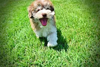 Domino, a male Havanese and Poodle - Toy  for sale in Marshfield, MO – 8 of 10