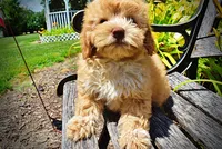 Ella, a female Havanese and Poodle - Toy  for sale in Marshfield, MO – 5 of 9