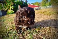 Latte, a male Havapoo for sale in Marshfield, MO – 9 of 10