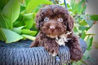 Latte, a male Havapoo for sale in Marshfield, MO – 4 of 10