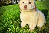 Daisy, a female Havanese and Poodle - Toy  for sale in Marshfield, MO – 9 of 10