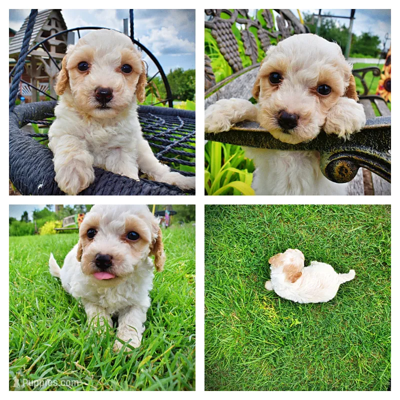 Ashley – Havanese, Poodle - Toy  puppy for sale in Marshfield, MO